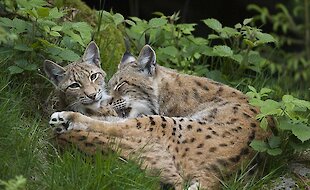 Luchs im Nationalpark